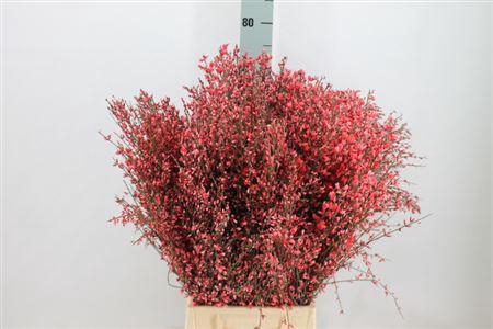 <h4>Ginster Red 400 Gram</h4>