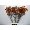 Anigozanthos Gold Fever