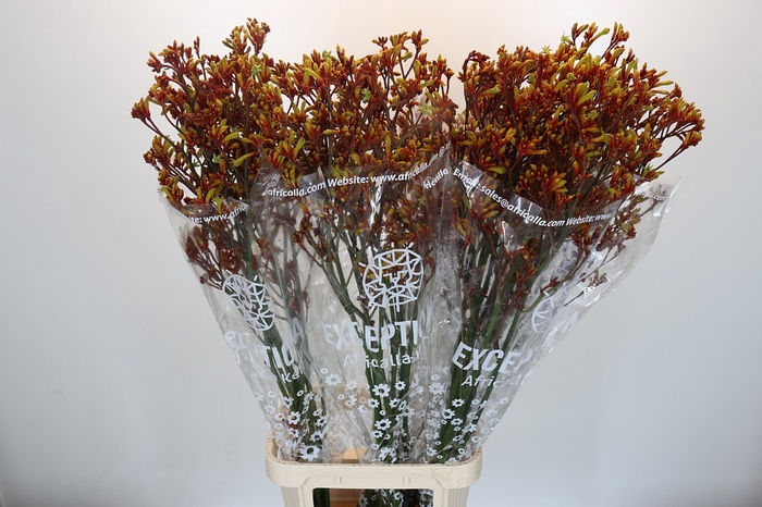 <h4>Anigozanthos Gold Fever</h4>