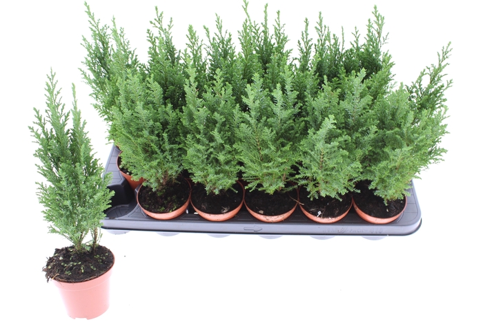 <h4>CHAM L ELLWOODII</h4>