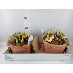 Arr.   Bol/Knolgewas L%