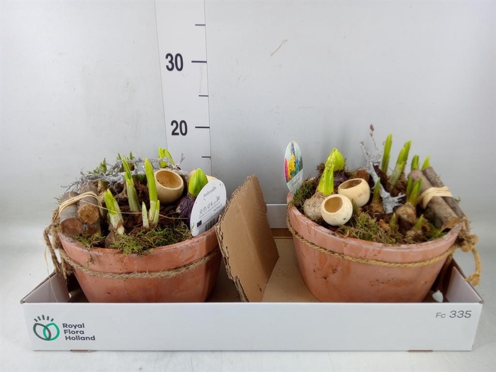 <h4>Arr.   Bol/Knolgewas L%</h4>