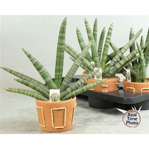 Sansev Cy Handshake Decopot