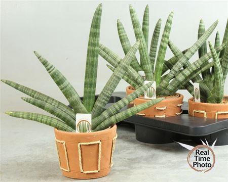 <h4>Sansev Cy Handshake Decopot</h4>