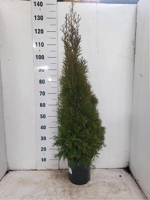 <h4>THUJA O SMARAGD</h4>