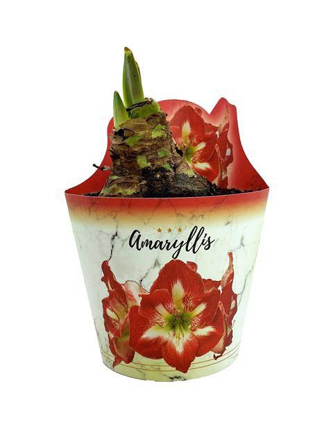 <h4>HIPPEASTRUM EXTRA MINERVA P14</h4>