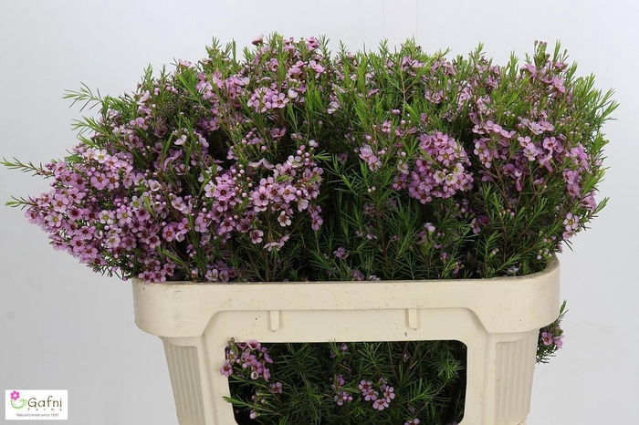 <h4>CHAME UN KERRYN</h4>