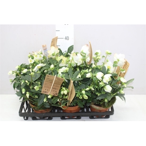 Helleborus Ni Hgc Wintergold 30+ In Stenen Pot