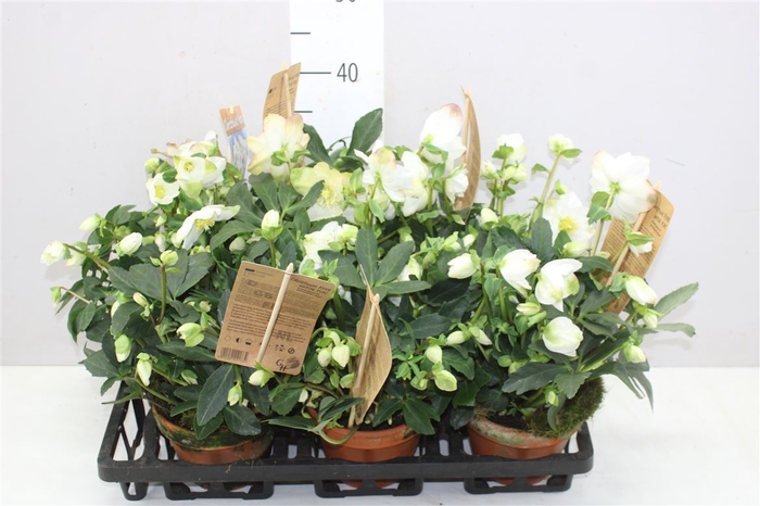 <h4>Helleborus Ni Hgc Wintergold 30+ In Stenen Pot</h4>