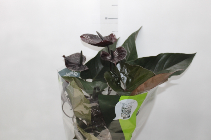 <h4>ANTHURIUM BLACK WINNER P17</h4>