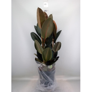 Ficus elastica 'Abidjan'