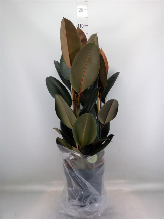 <h4>Ficus elastica 'Abidjan'</h4>