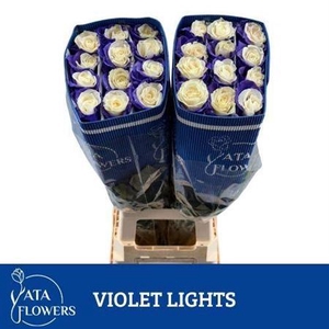 R Gr Violet Lights