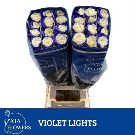 <h4>R Gr Violet Lights</h4>