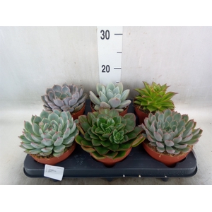 Echeveria   ...mix