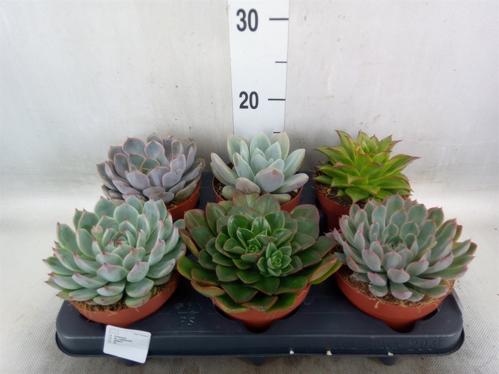 <h4>Echeveria   ...mix</h4>
