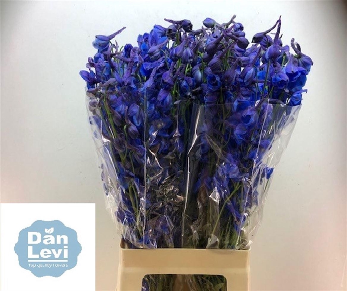 <h4>DELPH EN DONNA</h4>