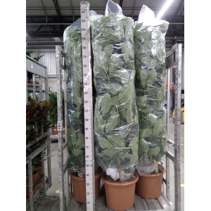 Schefflera actin. 'Amate'