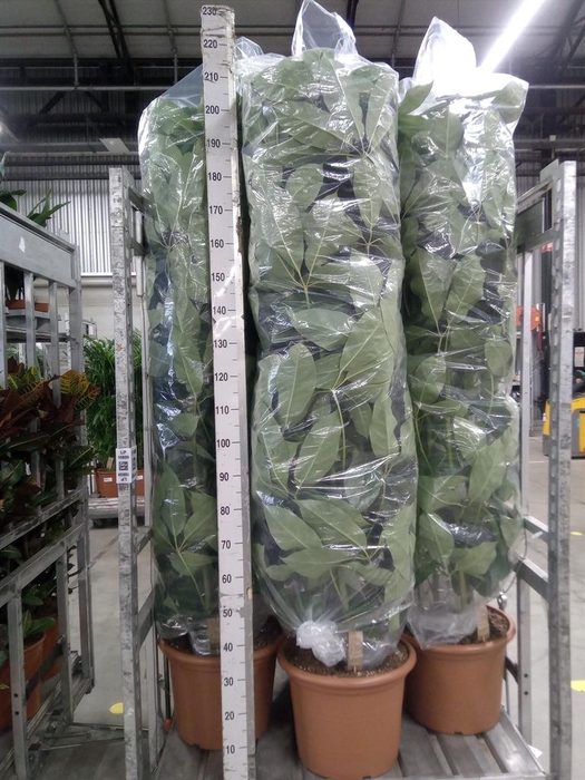 <h4>Schefflera actin. 'Amate'</h4>