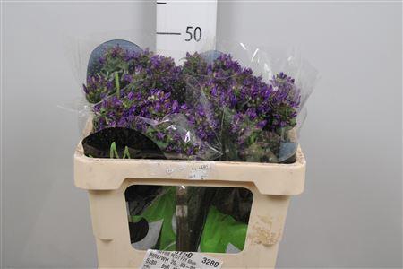 <h4>Camp Glom Benova Blue</h4>