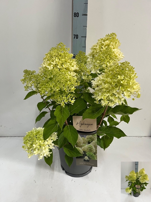 <h4>HYDR PANICULATA</h4>