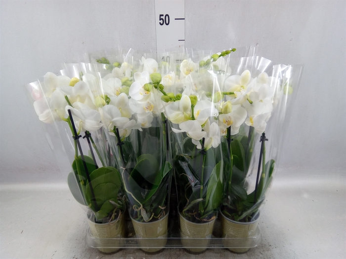 <h4>Phalaenopsis   ...white</h4>