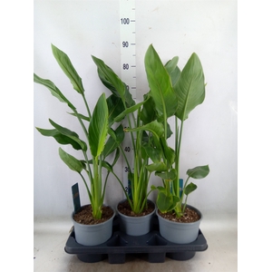 Strelitzia reg.   ...no flowers