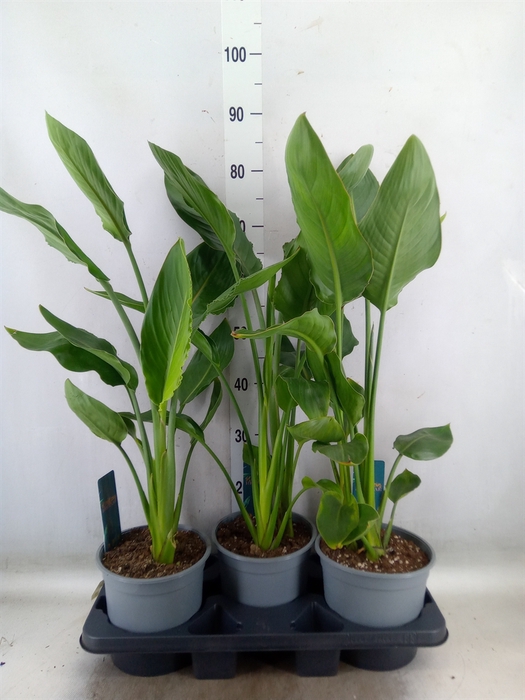 <h4>Strelitzia reg.   ...no flowers</h4>