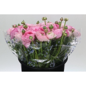 Ranunculus Clooney Polka Super