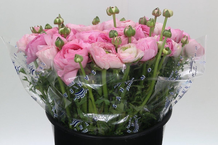 <h4>Ranunculus Clooney Polka Super</h4>