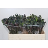 Anigozanthos Celebrations Firework