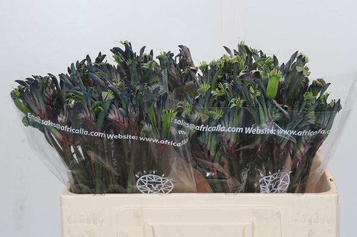 <h4>Anigozanthos Celebrations Firework</h4>