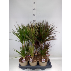 Dracaena   ...mix