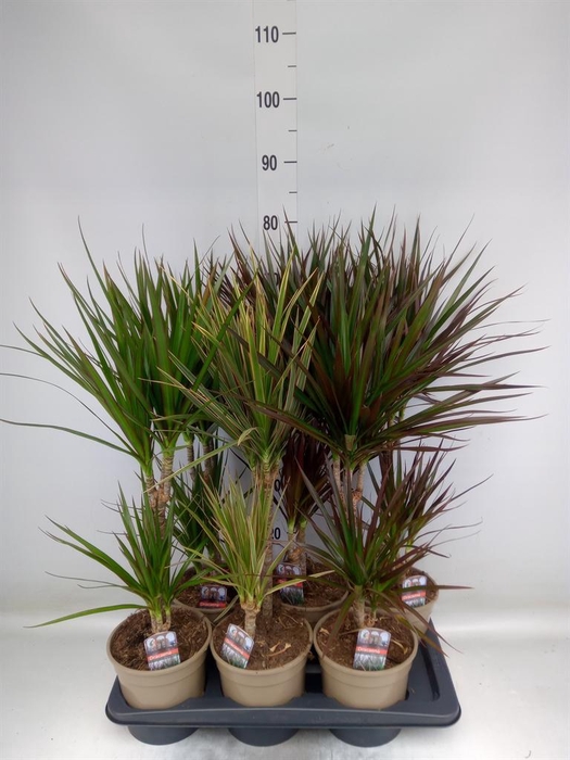 <h4>Dracaena ...mix</h4>