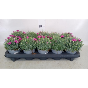 Dianthus car. 'Annet'