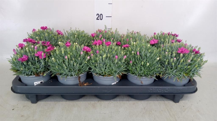<h4>Dianthus car. 'Annet'</h4>