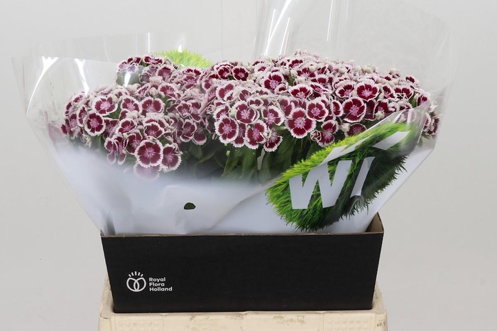 <h4>Dianthus Br Kiwi Maroon XXL</h4>