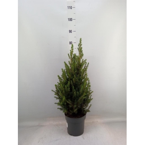 Picea glauca 'Conica'