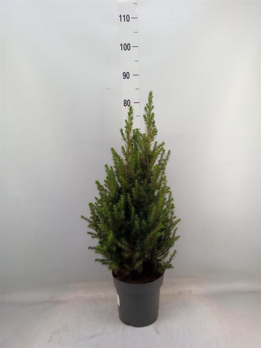 <h4>Picea glauca 'Conica'</h4>