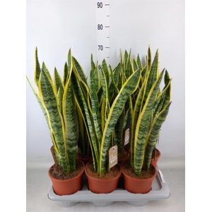 Sansevieria trifa. 'Laurentii'