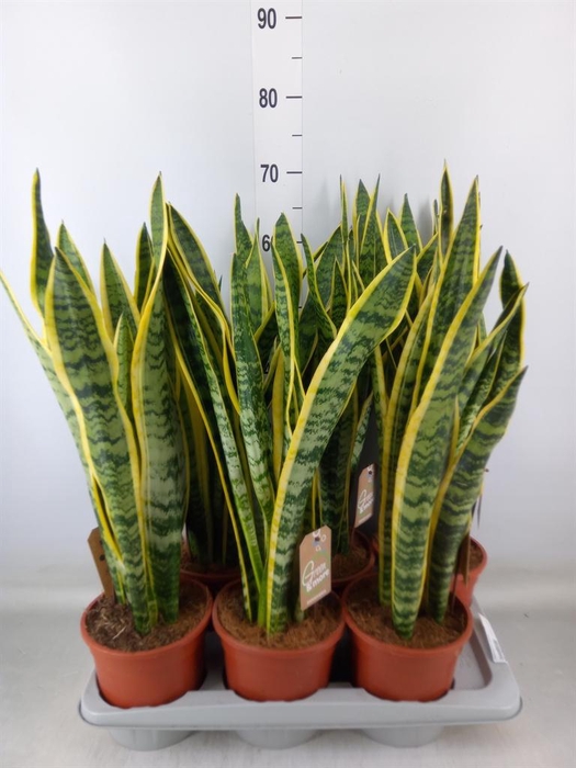 <h4>Sansevieria trifa. 'Laurentii'</h4>