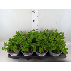 Mentha spicata