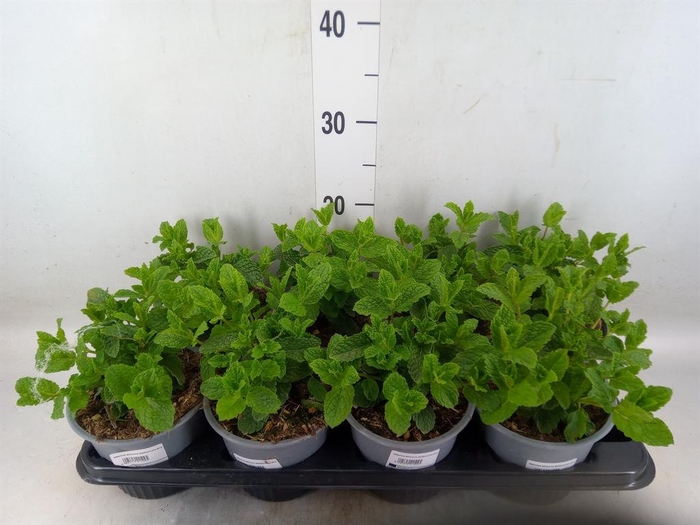 <h4>Mentha spicata</h4>
