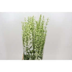 Delph Du Elatum Aurora White