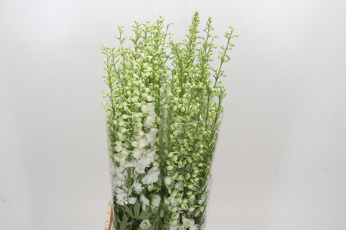 <h4>Delph Du Elatum Aurora White</h4>