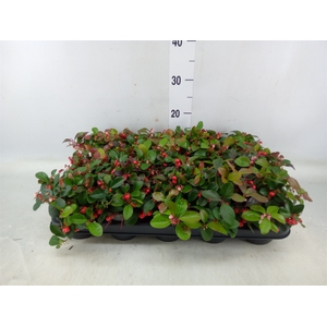 Gaultheria proc. 'Big Berry'