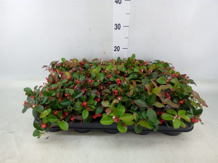 <h4>Gaultheria proc. 'Big Berry'</h4>