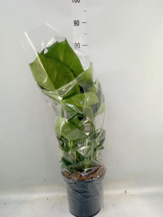 <h4>Monstera delic.</h4>