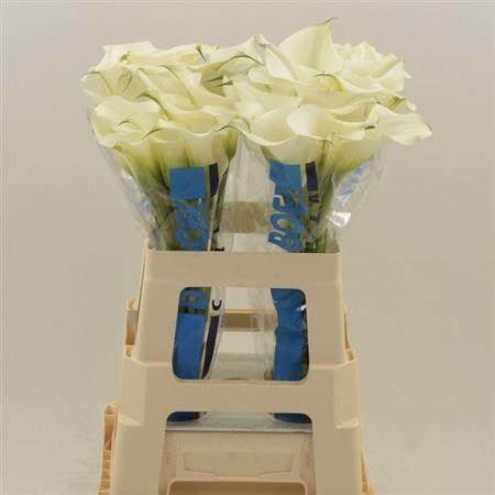 <h4>Zant Capt Ventura</h4>