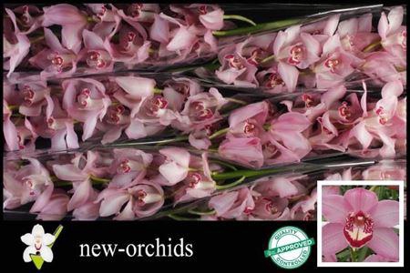 <h4>Cymb T Geisha Girl</h4>